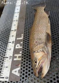 ���������ȥ饦��