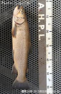 ���������ȥ饦��