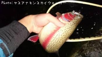 �쥤��ܡ��ȥ饦��