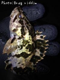 �����Υ���Х�