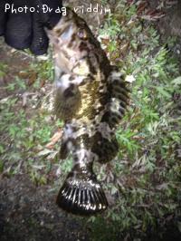 �����Υ���Х�