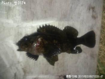 ��饽��