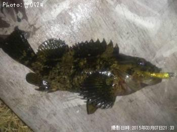 ��饽��