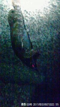 �����ʥᡩ