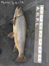 �ƣ��ʥ֥饦��ߥ���������ޡ�