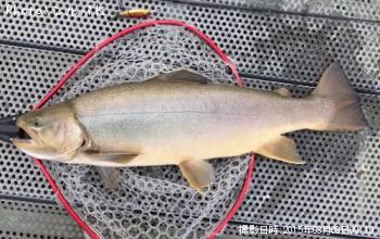 �ƣ��ʥ֥饦��ߥ���������ޡ�