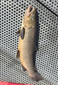 �ƣ��ʥ֥饦��ߥ���������ޡ�