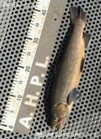 �ƣ��ʥ֥饦��ߥ���������ޡ�