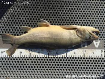 �ƣ��ʥ֥饦��ߥ���������ޡ�