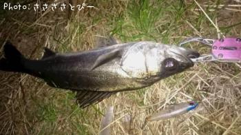 �����Х�