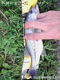 �֥�å��Х�