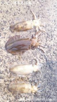 �����ꥤ��