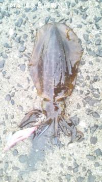 �����ꥤ��