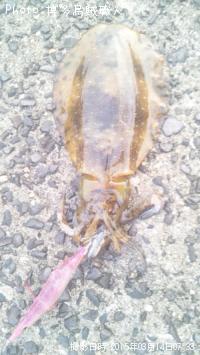 �����ꥤ��