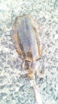 �����ꥤ��