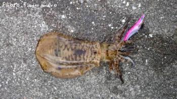 ¥¢¥ª¥ê¥¤¥«