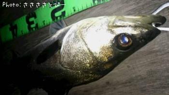 �����Х�����Х�