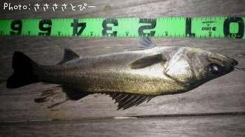 �����Х�����Х�