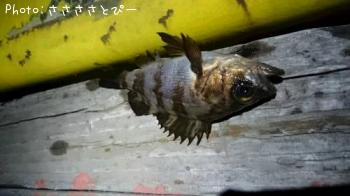 �����Х�����Х�