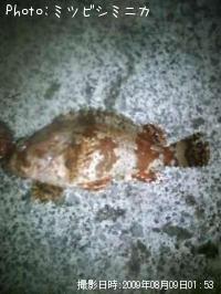 ¥è¥í¥¤¥á¥Ð¥ë