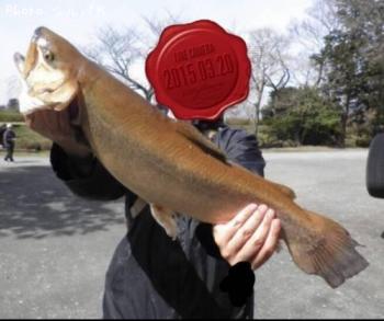 �ƣ��ʥ֥饦��ߥ���������ޡ�