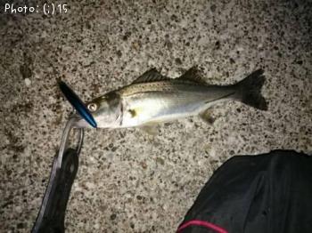 ���������������Х�