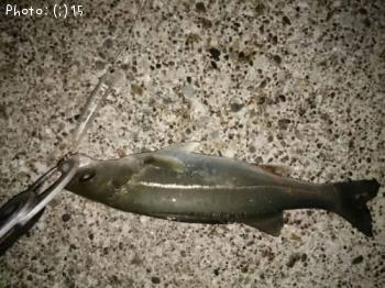 ���������������Х�