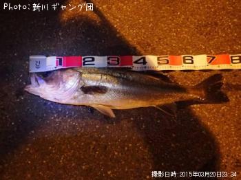 �����Х�