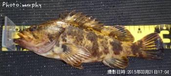 �����Υ���Х�