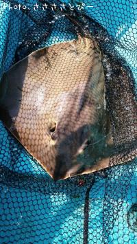 ¥Þ¥´¥Á¡õ¥Õ¥é¥Ã¥È