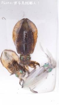 �����ꥤ��