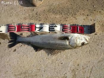 �����Х�