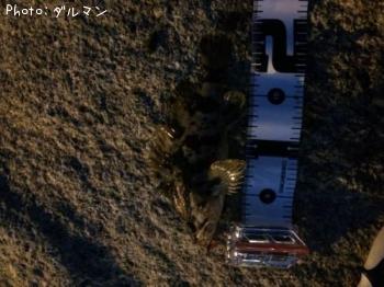 ¥¿¥±¥Î¥³¥á¥Ð¥ë