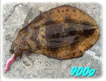 �����ꥤ��