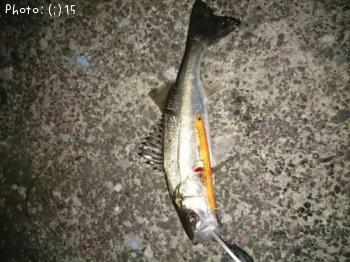 �����Х�