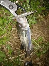 �����Х�