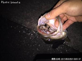 �֥�å��Х�