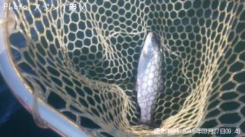 ¥ì¥¤¥ó¥Ü¡¼