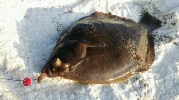 �ޥ����쥤