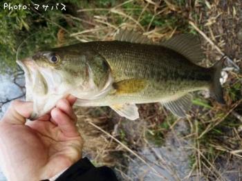 �֥�å��Х�