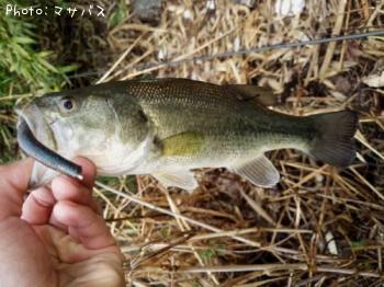 �֥�å��Х�