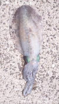 �����ꥤ��