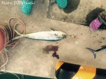 ¥·¥¤¥é¡Ê¥Ú¥ó¥Ú¥ó¡Ë