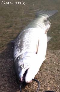 ¥µ¥¯¥é¥Þ¥¹