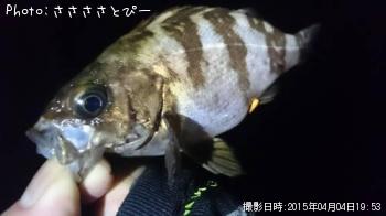 ��Х�������Х�