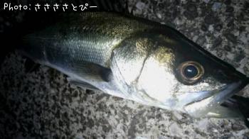 ��Х�������Х�