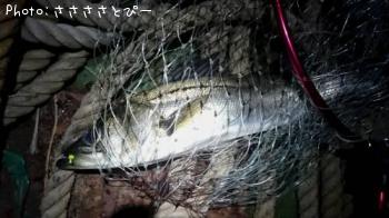 ��Х�������Х�