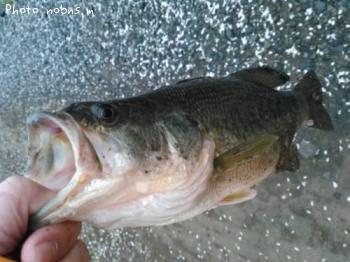 ¥Ö¥é¥Ã¥¯¥Ð¥¹