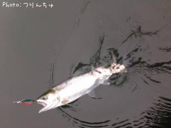 �쥤��ܡ��ȥ饦��