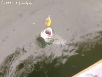 �쥤��ܡ��ȥ饦��